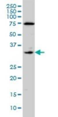 Western Blot: Coagulation Factor III/Tissue Factor Antibody (4G4) [H00002152-M01] - F3 monoclonal antibody (M01A), clone 4G4 Analysis of F3 expression in A-431.