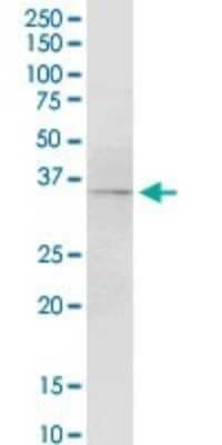 Western Blot: Coagulation Factor III/Tissue Factor Antibody (4G4) [H00002152-M01] - F3 monoclonal antibody (M01A), clone 4G4. Analysis of F3 expression in Jurkat.