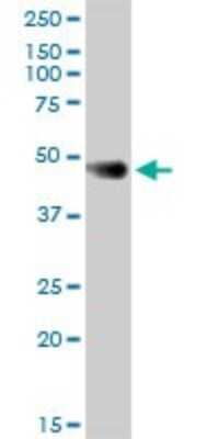 Western Blot: Coagulation Factor III/Tissue Factor Antibody [H00002152-B01P] - Analysis of F3 expression in A-431.