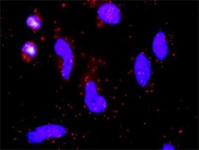 Proximity Ligation Assay: Coagulation Factor VII Antibody [H00002155-D01P] - Analysis of protein-protein interactions between F7 and F3. HeLa cells were stained with anti-F7 rabbit purified polyclonal 1:1200 and anti-F3 mouse monoclonal antibody 1:50. Each red dot represents the detection of protein-protein interaction complex, and nuclei were counterstained with DAPI (blue).