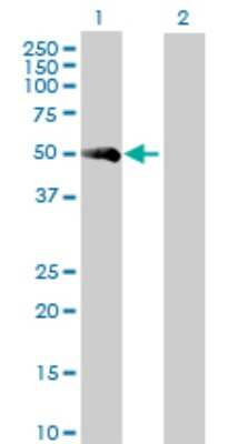 Western Blot: Coagulation Factor VII Antibody [H00002155-D01P] - Analysis of F7 expression in transfected 293T cell line by F7 polyclonal antibody.Lane 1: F7 transfected lysate(49.30 KDa).Lane 2: Non-transfected lysate.