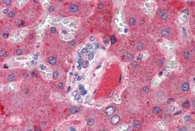 Immunohistochemistry-Paraffin: Coagulation Factor X Antibody [NBP1-52423] - Analysis of anti-F10 / Factor X antibody with human liver, vessel at concentration 5 ug/ml.