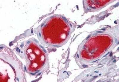 Immunohistochemistry-Paraffin: Coagulation Factor X Antibody [NBP1-52423] - Analysis of anti-F10 / Factor X antibody with human small intestine, vessels at concentration 5 ug/ml.