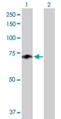 Western Blot: Coagulation Factor XI Antibody [H00002160-B01P] - Analysis of F11 expression in transfected 293T cell line by F11 polyclonal antibody.  Lane 1: F11 transfected lysate(68.75 KDa). Lane 2: Non-transfected lysate.
