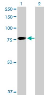 Western Blot: Coagulation Factor XI Antibody [H00002160-D01P] - Analysis of F11 expression in transfected 293T cell line by F11 polyclonal antibody.Lane 1: F11 transfected lysate(70.10 KDa).Lane 2: Non-transfected lysate.