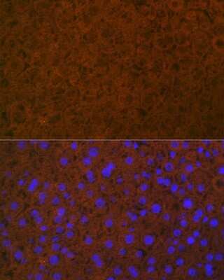 Immunohistochemistry: Coagulation Factor XIV/Protein C Antibody (3W3R7) [NBP3-16427] - Immunofluorescence analysis of mouse liver using Coagulation Coagulation Factor XIV/Protein C Rabbit mAb (NBP3-16427) at dilution of 1:100 (40x lens). Blue: DAPI for nuclear staining.