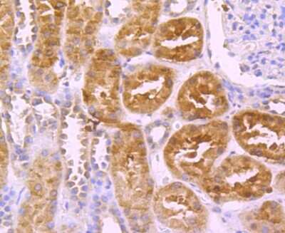 Immunohistochemistry-Paraffin: Coagulation Factor XIV/Protein C Antibody (JM93-61) [NBP2-66987] - Analysis of paraffin-embedded human kidney tissue using anti-Protein C antibody. Counter stained with hematoxylin.