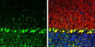 Coatomer Subunit Delta Antibody (189) [NBP2-43773] - Coatomer Subunit Delta Antibody (189) detects Coatomer Subunit Delta protein by immunohistochemical analysis. Sample: Frozen-sectioned mouse mouse cerebellum. Green: Coatomer Subunit Delta stained by Coatomer Subunit Delta Antibody (189) diluted at 1:250. Red: Calbindin, stained by Calbindin antibody diluted at 1:500. Blue: Fluoroshield with DAPI. Antigen Retrieval: Citrate buffer, pH 6.0, 10 min.