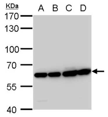 Western Blot: Coatomer Subunit Delta Antibody (189) [NBP2-43773] - Analysis of A. 30 ug 293T whole cell lysate/extract B. 30 ug A431 whole cell lysate/extract C. 30 ug HeLa whole cell lysate/extract D. 30 ug HepG2 whole cell lysate/extract 7.5 % SDS-PAGE COPD antibody [189] dilution: 1:10000.