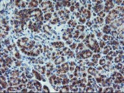 Immunohistochemistry-Paraffin: Coatomer Subunit Delta Antibody (6A6) [NBP2-01791] - Staining of paraffin-embedded Human pancreas tissue using anti-Coatomer Subunit Delta mouse monoclonal antibody.