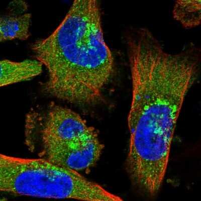 Immunocytochemistry/Immunofluorescence: Coatomer Subunit Delta Antibody [NBP1-85515] - Immunofluorescent staining of human cell line U-251 MG shows localization to cytosol, the Golgi apparatus & vesicles. Antibody staining is shown in green.