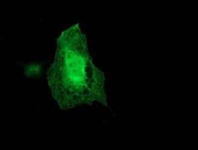 Immunocytochemistry/Immunofluorescence: Coatomer Subunit Delta Antibody (OTI6A6) - Azide and BSA Free [NBP2-70203] - Staining of COS7 cells transiently transfected by pCMV6-ENTRY Coatomer Subunit Delta.