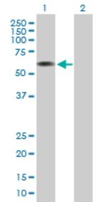 Western Blot: Coatomer Subunit Delta Antibody [H00000372-B01P] - Analysis of ARCN1 expression in transfected 293T cell line by ARCN1 polyclonal antibody.  Lane 1: ARCN1 transfected lysate(56.21 KDa). Lane 2: Non-transfected lysate.