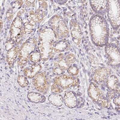 Immunohistochemistry-Paraffin: Coatomer protein complex, subunit zeta 2 Antibody [NBP2-30435] - Staining of human stomach shows moderate cytoplasmic positivity in glandular cells.