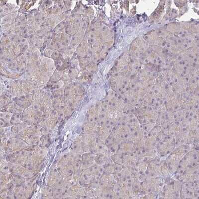 Immunohistochemistry-Paraffin: Cofilin 2 Antibody [NBP2-38544] - Staining of human pancreas shows low expression as expected.
