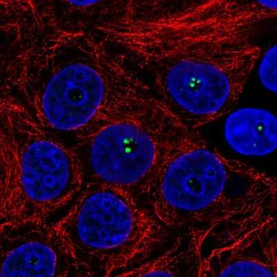 Immunocytochemistry/Immunofluorescence: Coilin Antibody [NBP2-58668] - Staining of human cell line MCF7 shows localization to nucleoli fibrillar center.