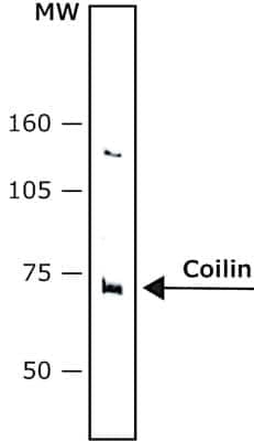 Western Blot: Coilin Antibody (Pdelta) - BSA Free [NB600-1275] - HeLa cells nuclear extract were separated on SDS-PAGE and probed with 2 ug/mL Monoclonal Anti-Coilin antibody produced in Mouse, Clone: p-delta. The antibody was developed using 1:1000 Anti-Mouse IgG (Fab specific)-Alkaline Phosphatase antibody produced in Goat 