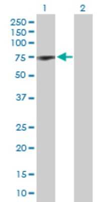 Western Blot: Coilin Antibody [H00008161-D01P] - Analysis of COIL expression in transfected 293T cell line by COIL polyclonal antibody.Lane 1: COIL transfected lysate(62.60 KDa).Lane 2: Non-transfected lysate.
