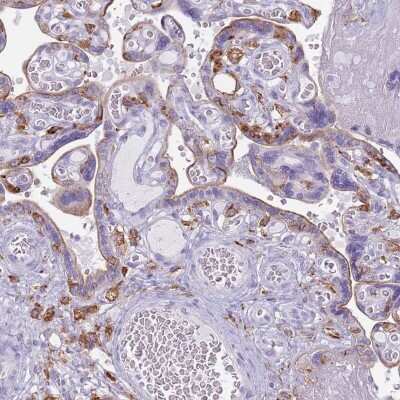 <b>Orthogonal Strategies Validation. </b>Immunohistochemistry-Paraffin: Colec12 Antibody [NBP2-33508] - Staining of human placenta shows high expression.