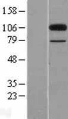 Western Blot CL-P1/COLEC12 Overexpression Lysate