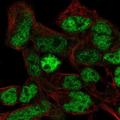 Immunocytochemistry/Immunofluorescence: Collagen II Antibody [NBP2-55511] - Staining of human cell line HEK 293 shows localization to nucleoplasm. Antibody staining is shown in green.