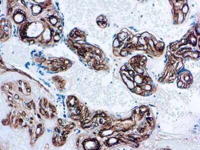 Immunohistochemistry-Paraffin: Collagen IV Antibody (COL-94) [NBP1-22632] - Formalin fixed paraffin embedded human placenta stained with Collagen IV antibody. (NBP1-22632)