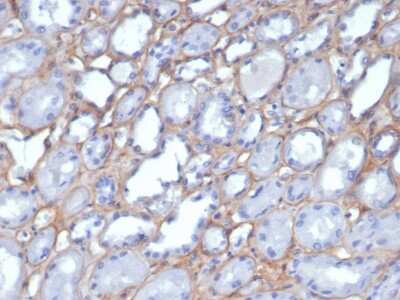 Immunohistochemistry-Paraffin: Collagen IV Antibody (M3F7) - Azide and BSA Free [NBP3-08515] - Formalin-fixed, paraffin-embedded human kidney stained with Collagen IV Mouse Monoclonal Antibody (M3F7).