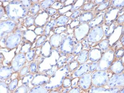 Immunohistochemistry-Paraffin: Collagen IV Antibody (M3F7) - Azide and BSA Free [NBP3-08515] - Formalin-fixed, paraffin-embedded human kidney stained with Collagen IV Mouse Monoclonal Antibody (M3F7).