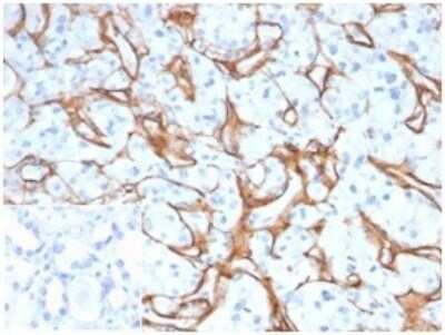 Immunohistochemistry-Paraffin: Collagen IV Antibody (M3F7) - Azide and BSA Free [NBP3-08515] - Formalin-fixed, paraffin-embedded human kidney stained with Collagen IV Mouse Monoclonal Antibody (M3F7).