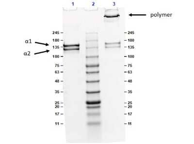 SDS-Page: Collagen V Native Protein [NBP1-97246] - SDS-PAGE of Collagen V Native protein. Lane 1: Collagen V Native protein Reduced (5.0ug). Lane 2: Opal Prestained Molecular Weight Marker. Lane 3: Collagen V Native protein Non-Reduced (5.0ug). Predicted MW: >95kDa.Observed MW: alpha1 and alpha2 bands.4-20% Gel Coomassie Stained.