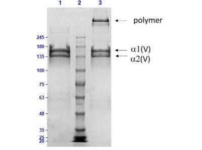 SDS-Page: Collagen V Native Protein [NBP1-97269] - SDS-PAGE of Collagen V Native protein.Lane 1: Collagen V Native protein Reduced (7.0ug). Lane 2: Opal Prestained Molecular Weight Marker. Lane 3: Collagen V Native protein Non-Reduced (7.0ug). Observed MW: alpha1 and alpha2 bands.4-20% Gel Coomassie Stained.