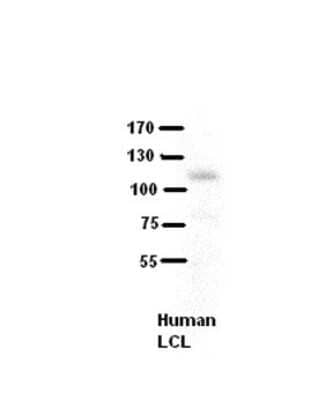 Western Blot: Collagen VI Antibody [NBP1-59126] - Titration: 5% Milk, Positive Control: human LCL.