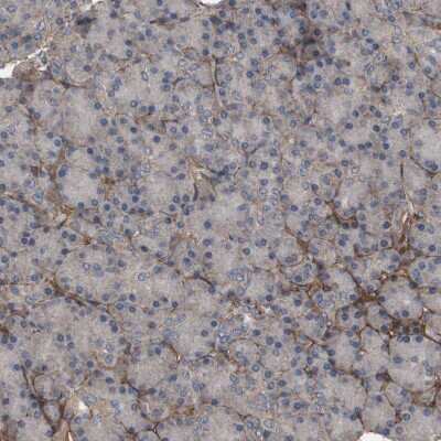 Immunohistochemistry-Paraffin: Collagen VI alpha 2 Antibody [NBP1-90951] - Staining of human pancreas shows only very weak positivity in exocrine glandular cells.