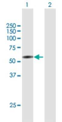 Western Blot: Collagen XXV alpha 1 Antibody [H00084570-B01P] - Analysis of COL25A1 expression in transfected 293T cell line by COL25A1 polyclonal antibody.  Lane 1: COL25A1 transfected lysate(54.56 KDa). Lane 2: Non-transfected lysate.