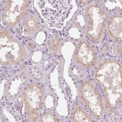 Immunohistochemistry-Paraffin: Collectrin/TMEM27 Antibody [NBP2-13450] - Staining of human kidney shows high expression.