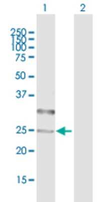 Western Blot: Collectrin/TMEM27 Antibody [H00057393-B01P] - Analysis of TMEM27 expression in transfected 293T cell line by TMEM27 polyclonal antibody.  Lane 1: TMEM27 transfected lysate(24.42 KDa). Lane 2: Non-transfected lysate.