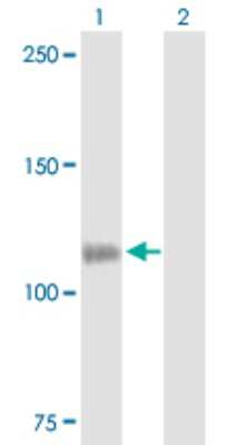 Western Blot: Common beta Chain Antibody [H00001439-B01P] - Analysis of CSF2RB expression in transfected 293T cell line by CSF2RB polyclonal antibody.  Lane 1: CSF2RB transfected lysate(96.20 KDa). Lane 2: Non-transfected lysate.