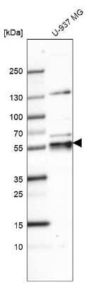 Western Blot: Common gamma Chain/IL-2 R gamma Antibody [NBP2-14122] - Analysis in human cell line U-937 MG.