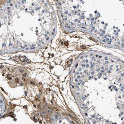 Immunohistochemistry-Paraffin: Complement C3 Antibody [NBP1-85492] - Staining of human testis shows strong extracellular space positivity in Leydig cells.