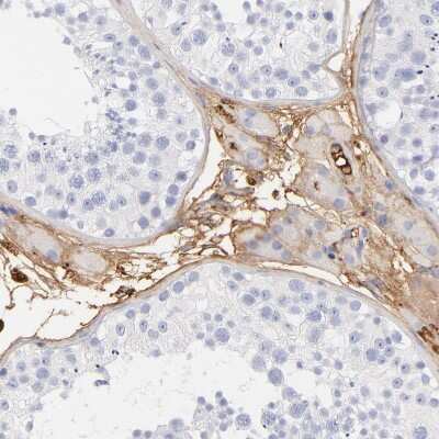 <b>Independent Antibodies Validation. </b>Immunohistochemistry-Paraffin: Complement C3 Antibody [NBP1-85493] - Staining of human testis shows strong extracellular space positivity in Leydig cells.