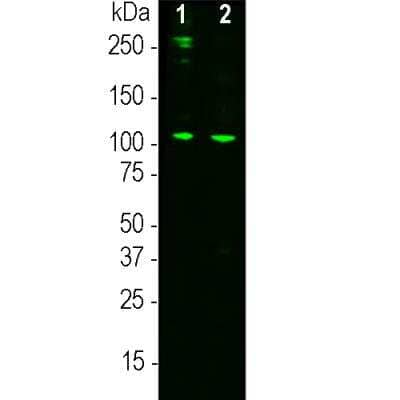 Western Blot: Complement C3a Antibody (2B5) [NBP3-17997] - Western blot analysis of Complement C3a antibody (2B5) on human serum samples. 0.1ug human C3 protein (lane 1), 10ug normal human serum proteins (lane 2) was blotted with Complement C3a antibody (2B5) at a concentration 1:3000. The Complement C3a antibody (2B5) binds strongly and cleanly to a band at about 115 kDa which represents the intact alpha subunit of C3 and a weaker proteolytic band at approximately 45kDa which is the C-terminal of the alpha subunit including the netrin domain. Bands at 190kDa and above are likely the pro-C3 and its glycosylated form.