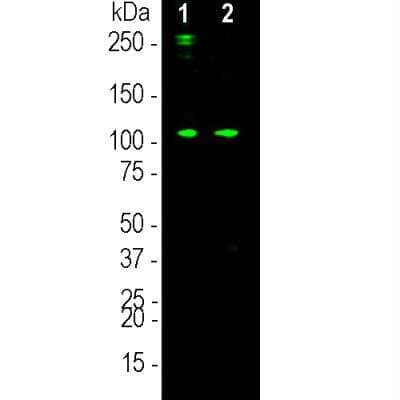 Western Blot: Complement C3a Antibody (6E8) [NBP3-17998] - Western blot analysis of Complement C3a antibody (6E8) on human serum samples. 0.1ug purified human C3 protein (lane 1) and 10 ug normal human serum protein (lane 2) were blotted with Complement C3a antibody (6E8) at a concentration 1:3000. The Complement C3a antibody (6E8) monoclonal binds strongly and cleanly to a band at about 115 kDa which represents the intact alpha subunit of C3 and a weaker proteolytic band at approximately 40kDa. Bands at 190kDa and above are likely the pro-C3 and its glycosylated form.