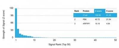 Protein Array: Complement Component C1qA Antibody (C1QA/2953) - Azide and BSA Free [NBP2-79916] - - and S- Score: The Z-score represents the strength of a signal that a monoclonal antibody (MAb) (in combination with a fluorescently-tagged anti-IgG secondary antibody) produces when binding to a particular protein on the HuProtTM array. Z-scores are described in units of standard deviations (SD's) above the mean value of all signals generated on that array. If targets on HuProtTM are arranged in descending order of the Z-score, the S-score is the difference (also in units of SD's) between the Z-score. S-score therefore represents the relative target specificity of a MAb to its intended target. A MAb is considered to specific to its intended target, if the MAb has an S-score of at least 2.5. For example, if a MAb binds to protein X with a Z-score of 43 and to protein Y with a Z-score of 14, then the S-score for the binding of that MAb to protein X is equal to 29.