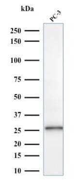 Western Blot: Complement Component C1qA Antibody (C1QA/2953) - Azide and BSA Free [NBP2-79916] - Western Blot Analysis of PC-3 cell lysate using C1QA Mouse Monoclonal Antibody (C1QA/2953).