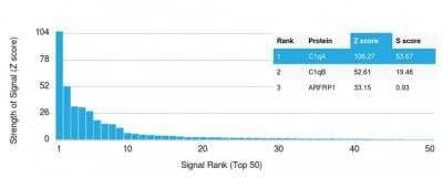 Protein Array: Complement Component C1qA Antibody (C1QA/2954) - Azide and BSA Free [NBP2-79919] - Z- and S- Score: The Z-score represents the strength of a signal that a monoclonal antibody (MAb) (in combination with a fluorescently-tagged anti-IgG secondary antibody) produces when binding to a particular protein on the HuProtTM array. Z-scores are described in units of standard deviations (SD's) above the mean value of all signals generated on that array. If targets on HuProtTM are arranged in descending order of the Z-score, the S-score is the difference (also in units of SD's) between the Z-score. S-score therefore represents the relative target specificity of a MAb to its intended target. A MAb is considered to specific to its intended target, if the MAb has an S-score of at least 2.5. For example, if a MAb binds to protein X with a Z-score of 43 and to protein Y with a Z-score of 14, then the S-score for the binding of that MAb to protein X is equal to 29.