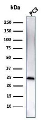 Western Blot: Complement Component C1qA Antibody (C1QA/2954) - Azide and BSA Free [NBP2-79919] - Western Blot Analysis of human PC3 cell lysate using C1QA Mouse Monoclonal Antibody (C1QA/2954).