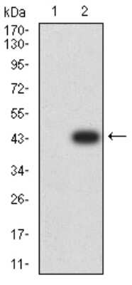 Western Blot: Complement Component C1qC Antibody (4H9D7) [NBP2-61867] - Analysis using C1QC mAb against HEK293 (1) and C1QC (AA: 115-245)-hIgGFc transfected HEK293 (2) cell lysate.