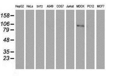 Western Blot: Complement Component C1r Antibody (OTI1F1) - Azide and BSA Free [NBP2-70318] - Analysis of extracts (35ug) from 9 different cell lines by using g anti-C1r monoclonal antibody (HepG2: human; HeLa: human; SVT2: mouse; A549: human; COS7: monkey; Jurkat: human; MDCK: canine; PC12: rat; MCF7: human).