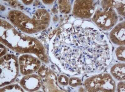 Immunohistochemistry: Complement Component C1s Antibody (2A8) [NBP2-45566] - Analysis of Human Kidney tissue. (Heat-induced epitope retrieval by 10mM citric buffer, pH6.0, 120C for 3min)