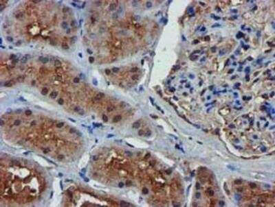 Immunohistochemistry-Paraffin: Complement Component C1s Antibody (4E3) [NBP2-01625] -  Staining of paraffin-embedded Human Kidney tissue using anti-Complement Component C1s mouse monoclonal antibody.